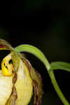 Kentuckey lady's slipper